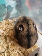 Dwerghamster, Animaux & Accessoires, Rongeurs, Janvier, Femelle, Hamster