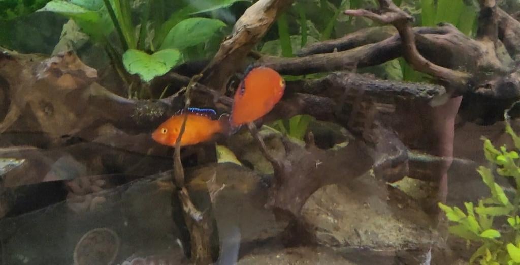 Cichlide te koop, Ophalen