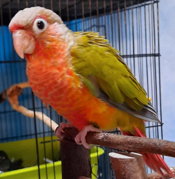 Conure molinae, pyrrhura EAM, Animaux & Accessoires, Oiseaux | Perruches & Perroquets