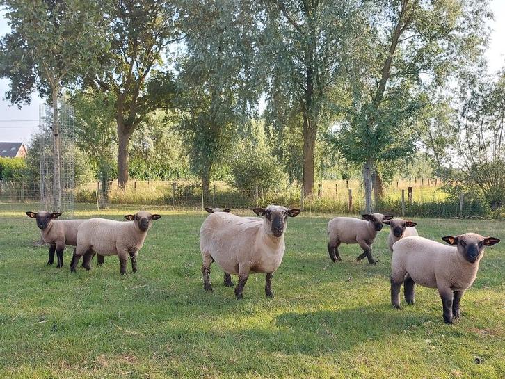 Ruilen of kopen: Hampshire Down ramlam, Animaux & Accessoires, Moutons, Chèvres & Cochons, Mouton, Mâle, 0 à 2 ans