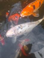 Grote koi, Carpe ou Koï