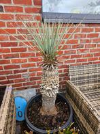 Yucca rostrata (Schnabel-Palmlilie)meerderjarig in pot, Ophalen, In pot