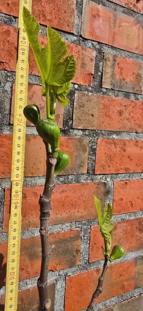 Vijgenboom 'BROWN TURKEY' vijgen boom Ficus Carica 1v2, Ophalen, Minder dan 100 cm, Volle zon, In pot