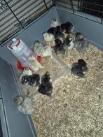 Kuikens brahma  groothoender blauw zwart en splash ouders, Dieren en Toebehoren, Pluimvee, Meerdere dieren, Kip