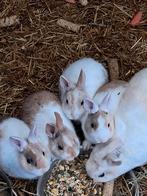 Dwergkonijnen, Dieren en Toebehoren, Konijnen