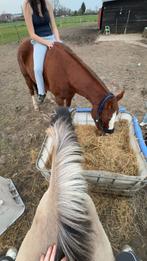 Gezocht verzorg paardje, Dieren en Toebehoren