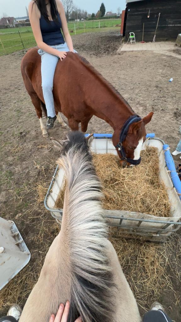 Gezocht verzorg paardje, Animaux & Accessoires, Poneys