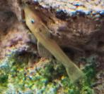 Bébés aux yeux bleus d'Ancistrus, Poisson, Poisson d'eau douce