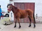 pony 1,5 jaar, Dieren en Toebehoren, Pony's, Springpony, 0 tot 2 jaar, D pony (1.37m tot 1.48m), Merrie
