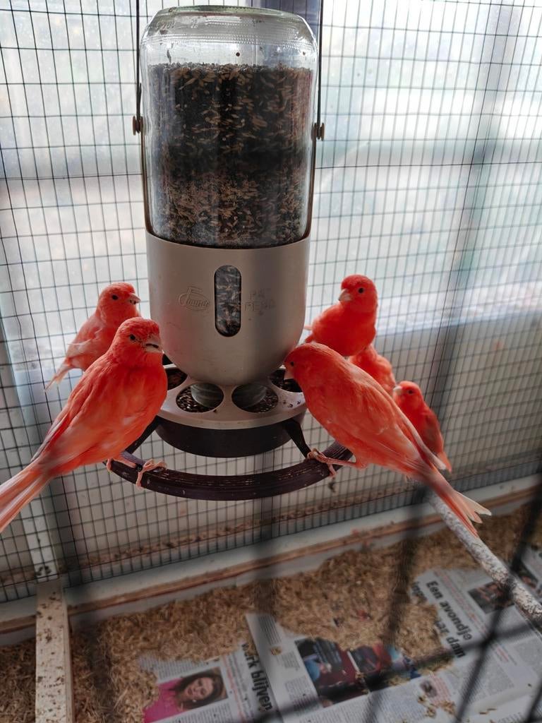 Rode kanaries, Animaux & Accessoires, Oiseaux | Canaris, Mâle, Canari de couleur