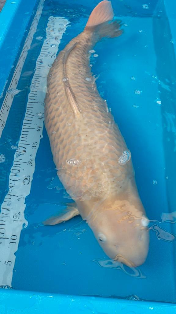 Grote chagoi 85 cm, Dieren en Toebehoren, Vissen | Vijvervissen, Karper of Koi