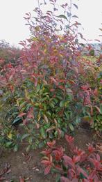 Photinia fraseri 'Red Robin', Jardin & Terrasse, Plantes | Arbustes & Haies, Enlèvement