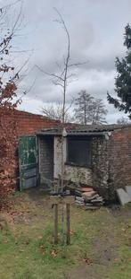 Krentenboom te koop, Tuin en Terras, Planten | Fruitbomen, Ophalen, Pruimenboom