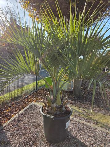 Palmboom Butia Capitata  beschikbaar voor biedingen