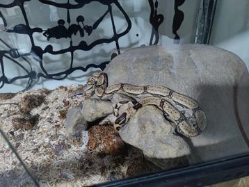 Boa constructor koppel met terrarium. beschikbaar voor biedingen