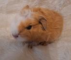 Nederland! Jonge ch teddy beertjes, Dieren en Toebehoren, Cavia, Mannelijk, Tam, Oktober