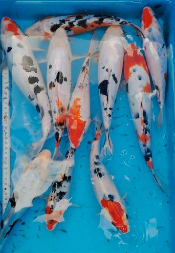 🧐Beverkoi = Japans-Belgische quality koi van 15 tot 35cm ✨ beschikbaar voor biedingen