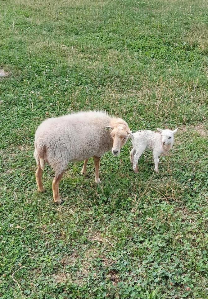 Te koop: witte jonge ouessant ooi met ramlam, Dieren en Toebehoren, Schapen, Geiten en Varkens