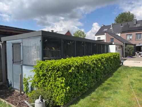 aluminium voliere, Dieren en Toebehoren, Vogels | Hokken en Kooien, Gebruikt, Volière, Aluminium, Ophalen