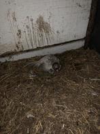 2 fazanten te koop, Dieren en Toebehoren, Pluimvee | Toebehoren, Ophalen