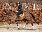 Super braaf allround paardje!, Animaux & Accessoires, Chevaux, Cheval de dressage, B, Vermifugé, 160 à 165 cm