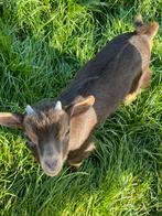 Chocotan dwerggeit bokje, Dieren en Toebehoren, Mannelijk, 0 tot 2 jaar, Geit