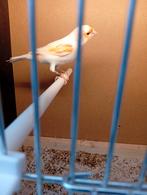 Te koop mooie mozaïek roodwitte man kanarie van 2025 met rin, Dieren en Toebehoren, Mannelijk, Kleurkanarie