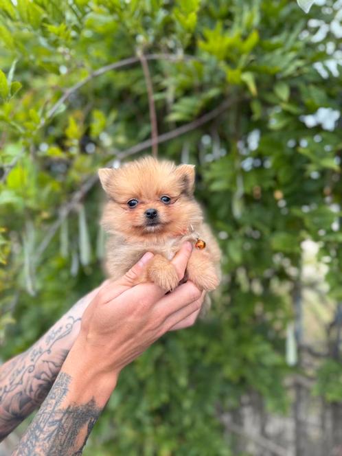 Prachtige dwergkeesjes, Dieren en Toebehoren, Honden | Chihuahua's en Gezelschapshonden, Meerdere dieren, Overige rassen, Fokker | Professioneel