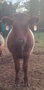 Lakenvelder Pink, Dieren en Toebehoren