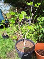 Vijg rouge de bordeaux, 100 tot 250 cm, Vijgenboom, Ophalen, In pot