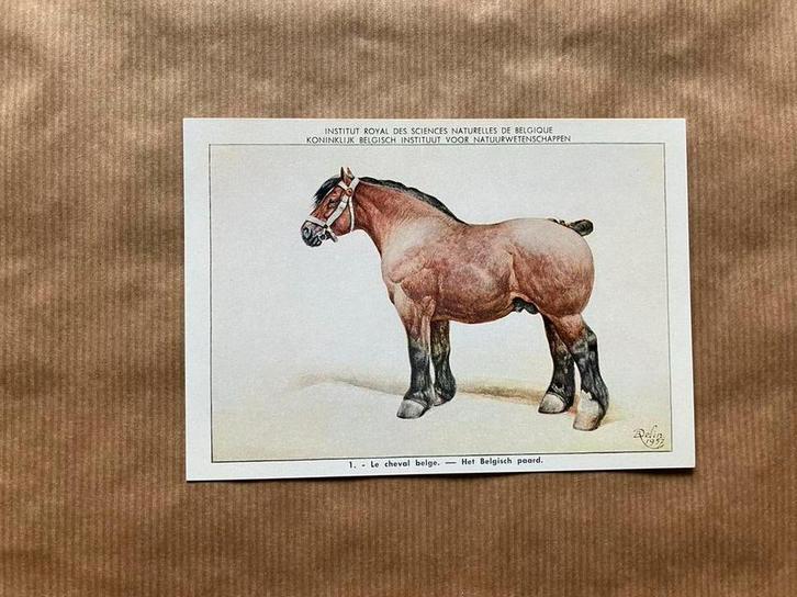 Huiszoogdieren - Reeks 1, Verzamelen, Postkaarten | Dieren, Paard, Ophalen of Verzenden