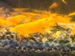 Sunkist neocaridina garnalen, Overige typen, Zoetwatervis, Schoolvis
