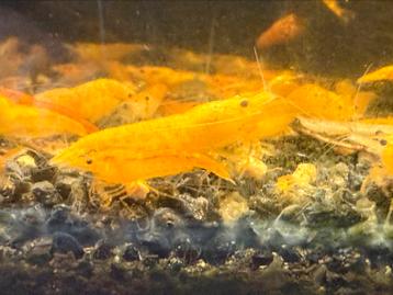 Sunkist neocaridina garnalen beschikbaar voor biedingen