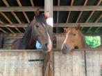 Welsh pony te Koop, Dieren en Toebehoren, Paarden