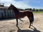 onbeleerde 5j Dante Junior x Sandro Hit, Merrie, Gechipt, Dressuurpaard, 3 tot 6 jaar