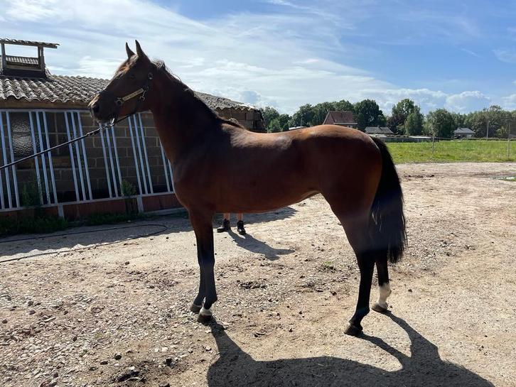 onbeleerde 5j Dante Junior x Sandro Hit, Dieren en Toebehoren, Paarden, Merrie, Onbeleerd, 165 tot 170 cm, 3 tot 6 jaar, Dressuurpaard