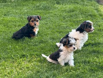 Biewer York pups beschikbaar voor biedingen