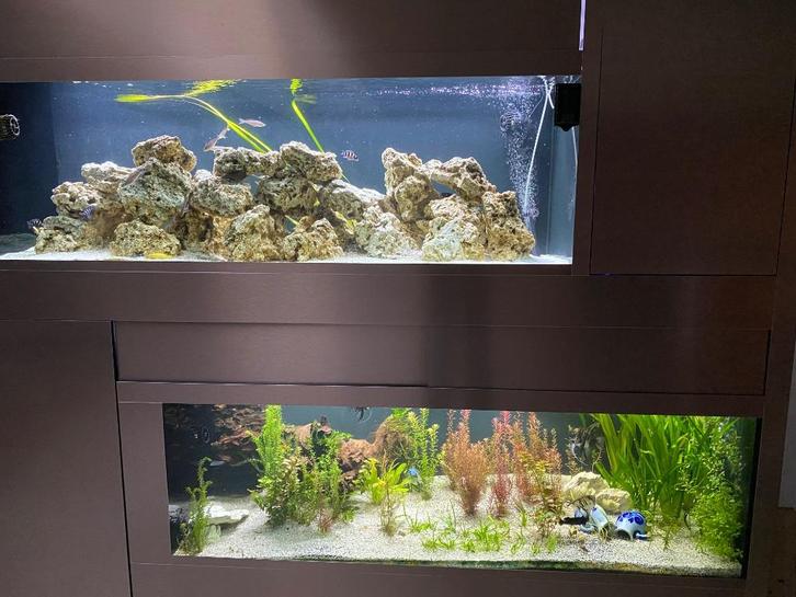 Vissen, Dieren en Toebehoren, Vissen | Aquariumvissen