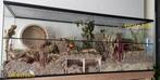 Hamsterverblijf op Maat – Glazen Kooi met Schuifruiten, Dieren en Toebehoren, Knaagdieren en Konijnen | Hokken en Kooien, Minder dan 60 cm
