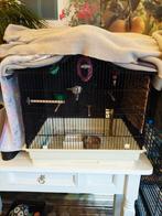 Kanarie, Dieren en Toebehoren, Ophalen, Zo goed als nieuw
