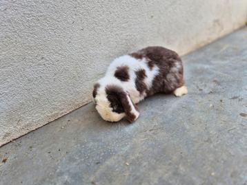 Minilope, Dieren en Toebehoren