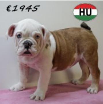 Schitterende Engelse Bulldog-puppy’s te koop beschikbaar voor biedingen