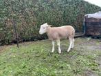 Dekram easy care 2025, Dieren en Toebehoren, Schapen, Geiten en Varkens, Mannelijk, Schaap, 0 tot 2 jaar