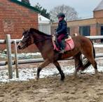 Poney Allround D, Animaux & Accessoires