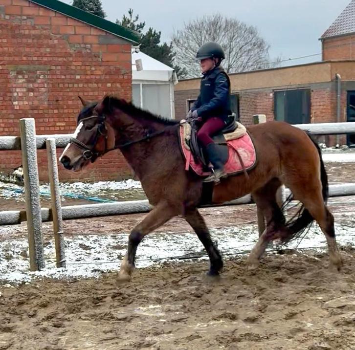 Allround D pony, Dieren en Toebehoren, Pony's