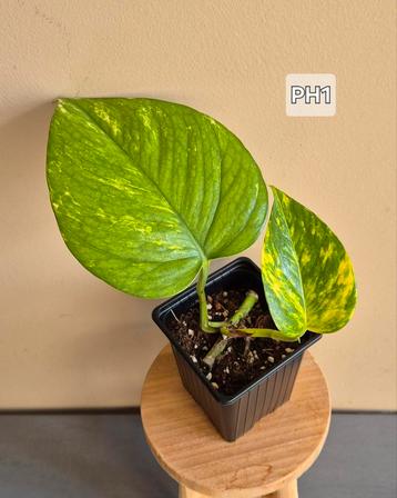 Pothos hawaïen  beschikbaar voor biedingen