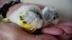 kakariki uit nesst, Dieren en Toebehoren, Geringd