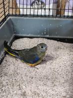 Turquoisine pop te koop, Dieren en Toebehoren, Vogels | Parkieten en Papegaaien, Vrouwelijk