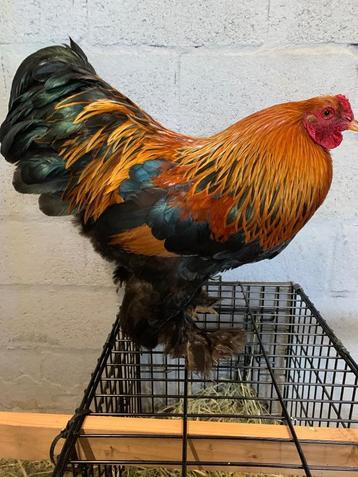 Brahma kriel kweekhaan MZ patrijs beschikbaar voor biedingen