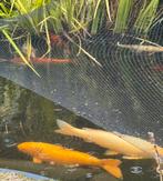 5 grote koi, Dieren en Toebehoren, Vissen | Vijvervissen